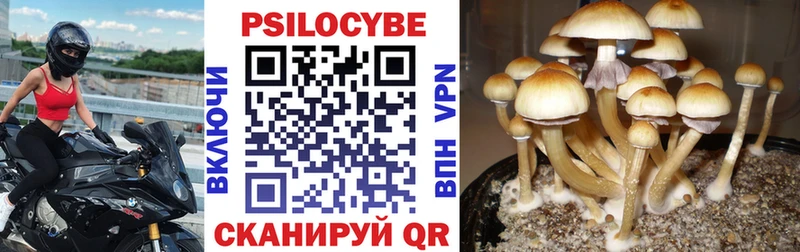 ссылка на мегу как войти  Уржум  Галлюциногенные грибы Psilocybe 